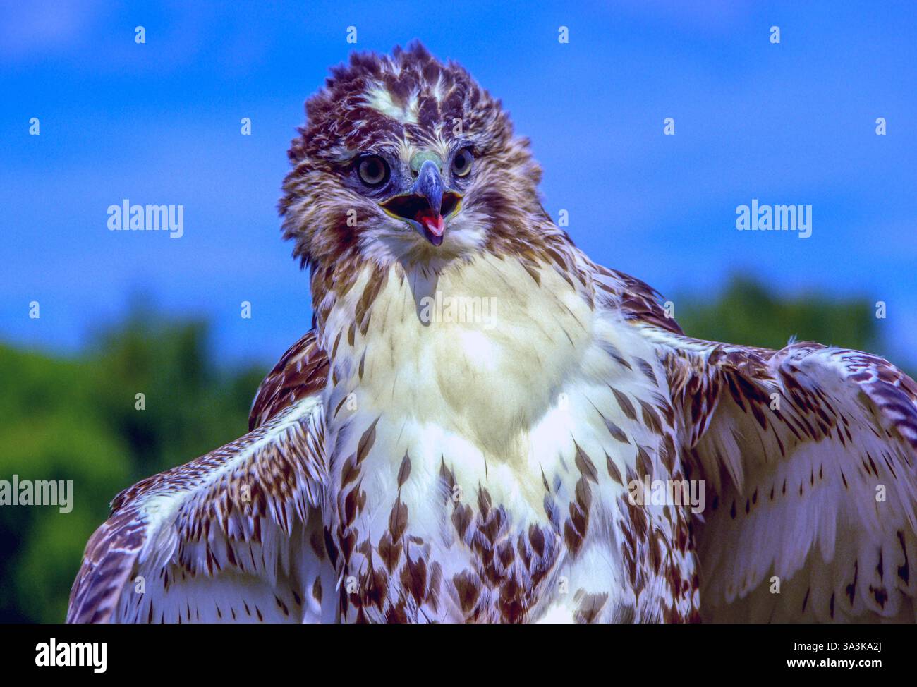 Juveniler Rotschwanz-Hawk. Buteo Jamaicensis Stockfoto
