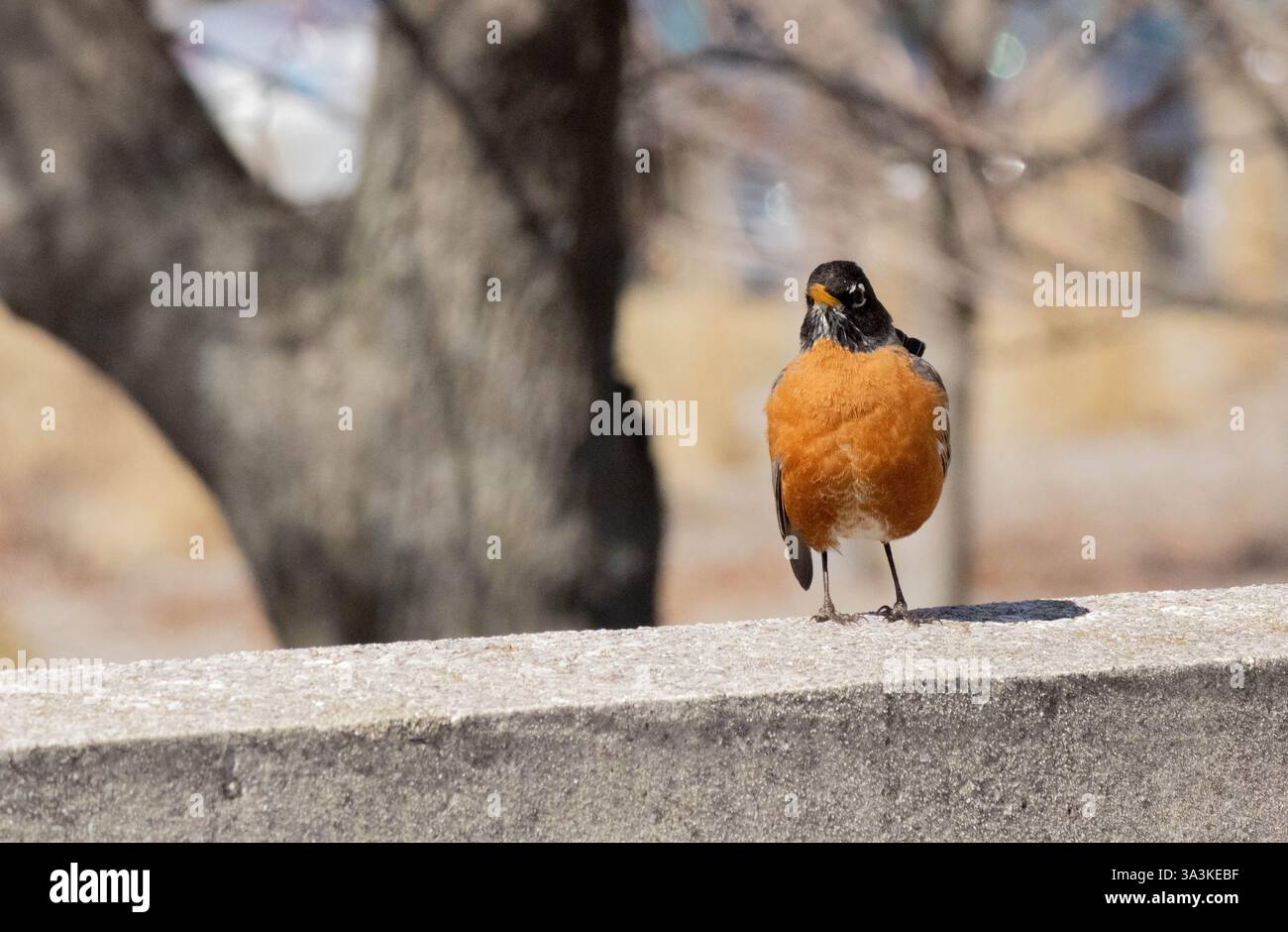 Ein amerikanischer Robin sitzt auf einer Steinmauer. Stockfoto