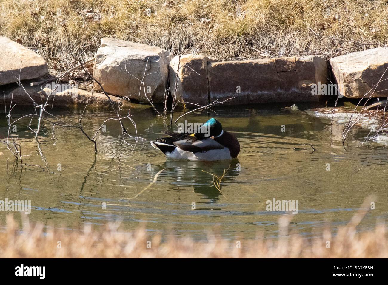 Ein Mallard kratzt sich am Kopf in Arborlake. Stockfoto