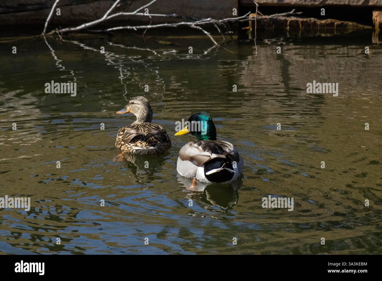 Zwei Mallarden schwimmen durch Arborlake. Stockfoto