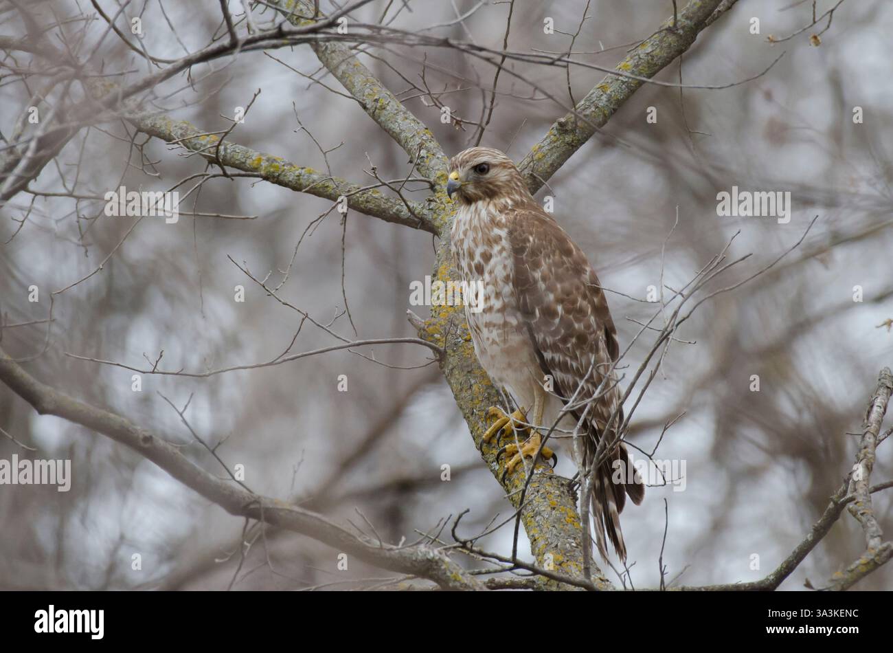 Rot-geschultert Falke, Buteo lineatus Stockfoto