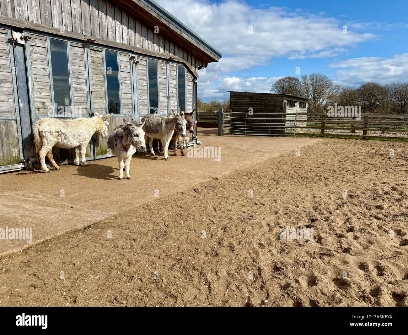 Esel vor einer Scheune, das Eselsschutzgebiet, Sidmouth, Devon Stockfoto