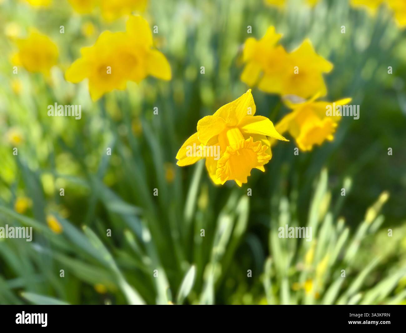 Wildfrühlingskerzen an einem sonnigen Frühlingstag - Smartphone-aufgenommenes Stockfoto