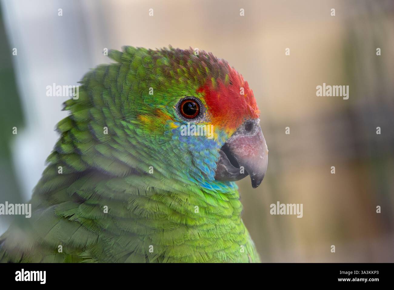 Der Rotbrauen Amazonas, ein seltener Papagei aus den brasilianischen Atlantikwäldern, isst Früchte, Samen und Blumen. Foto in Gefangenschaft zur Erhaltung. Stockfoto