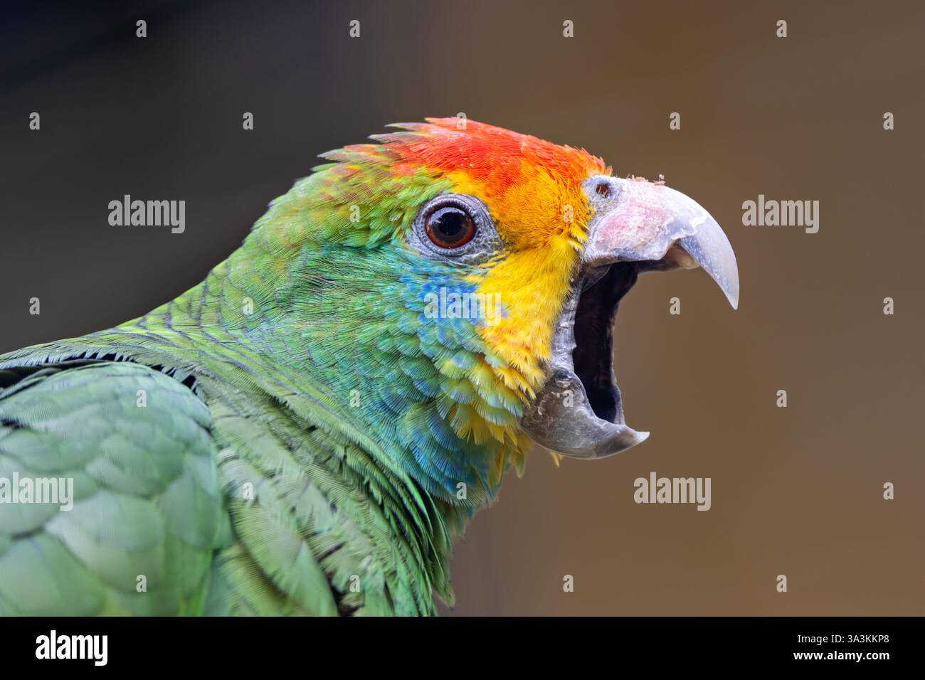 Der Rotbrauen Amazonas, ein seltener Papagei aus den brasilianischen Atlantikwäldern, isst Früchte, Samen und Blumen. Foto in Gefangenschaft zur Erhaltung. Stockfoto