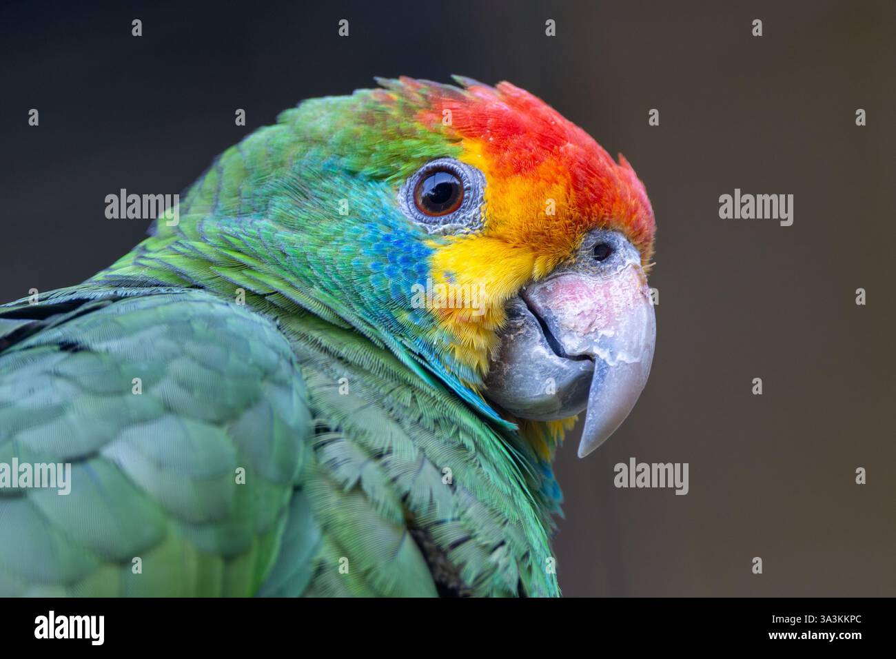 Der Rotbrauen Amazonas, ein seltener Papagei aus den brasilianischen Atlantikwäldern, isst Früchte, Samen und Blumen. Foto in Gefangenschaft zur Erhaltung. Stockfoto