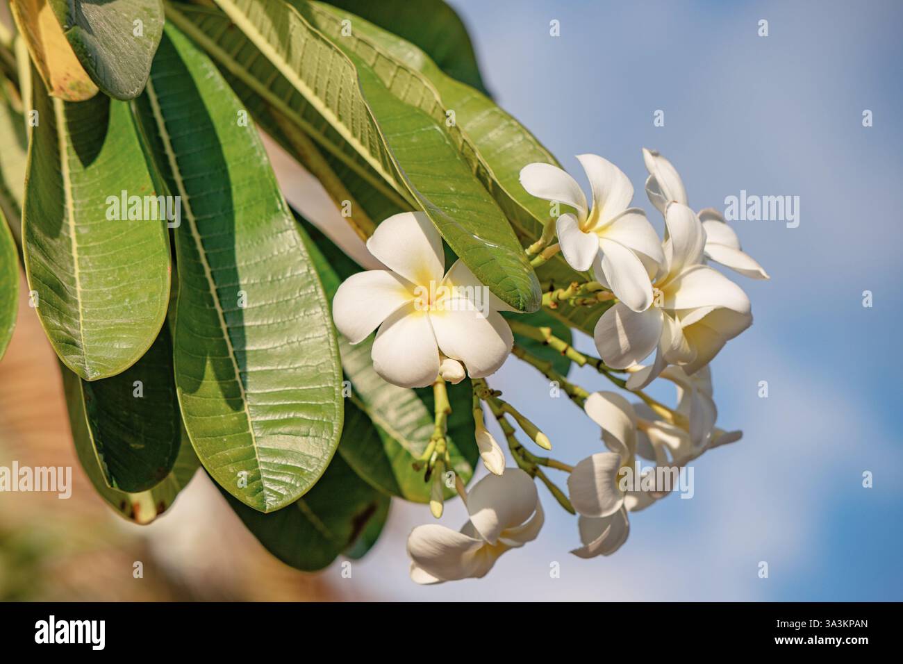 Nahaufnahme der zarten weißen und gelben Plumeria-Blüten vor einer lebendigen Kulisse aus üppig grünen Blättern und blauem Himmel Stockfoto