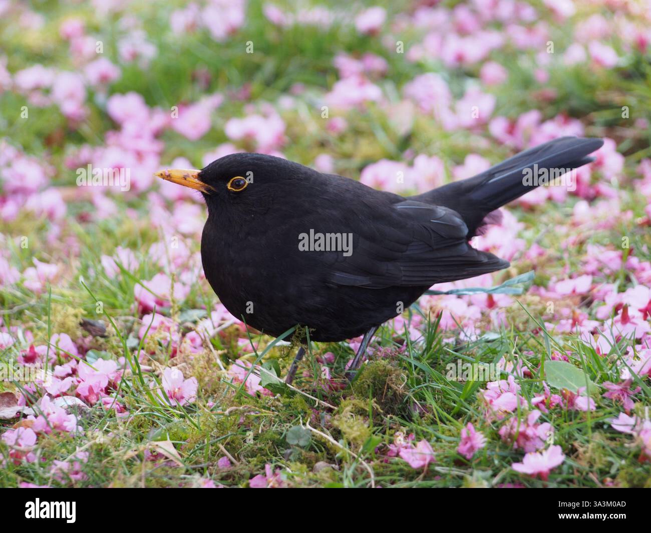 Nahaufnahme einer männlichen Amsel (turdus merula) oder einer Eurasischen Amsel auf einer Wiese, die mit gefallenen Blüten eines prunus campanulata gefüllt ist. Bo Stockfoto