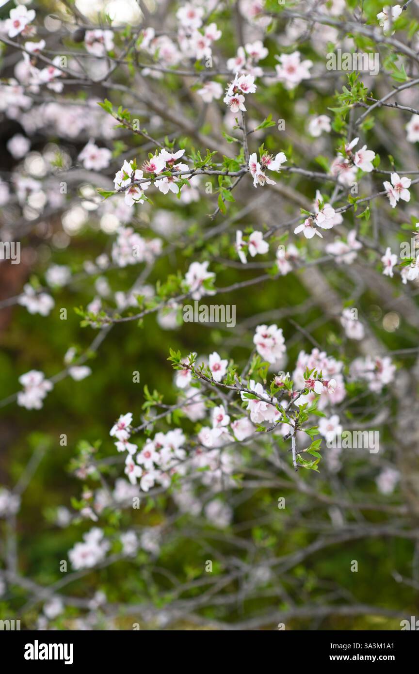 Ein Junge sitzt unter einem blühenden Mandelbaum, pflückt frische Mandeln und hält sie in seinen Händen. Stockfoto