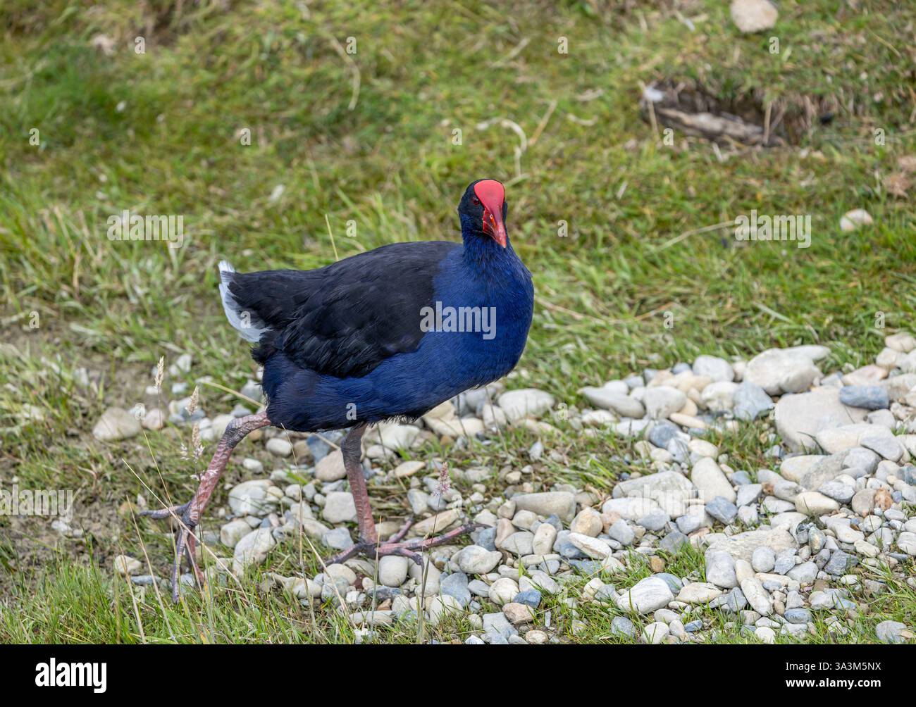 Australasischer Sumpf an der Küste von Südinsel, Neuseeland Stockfoto