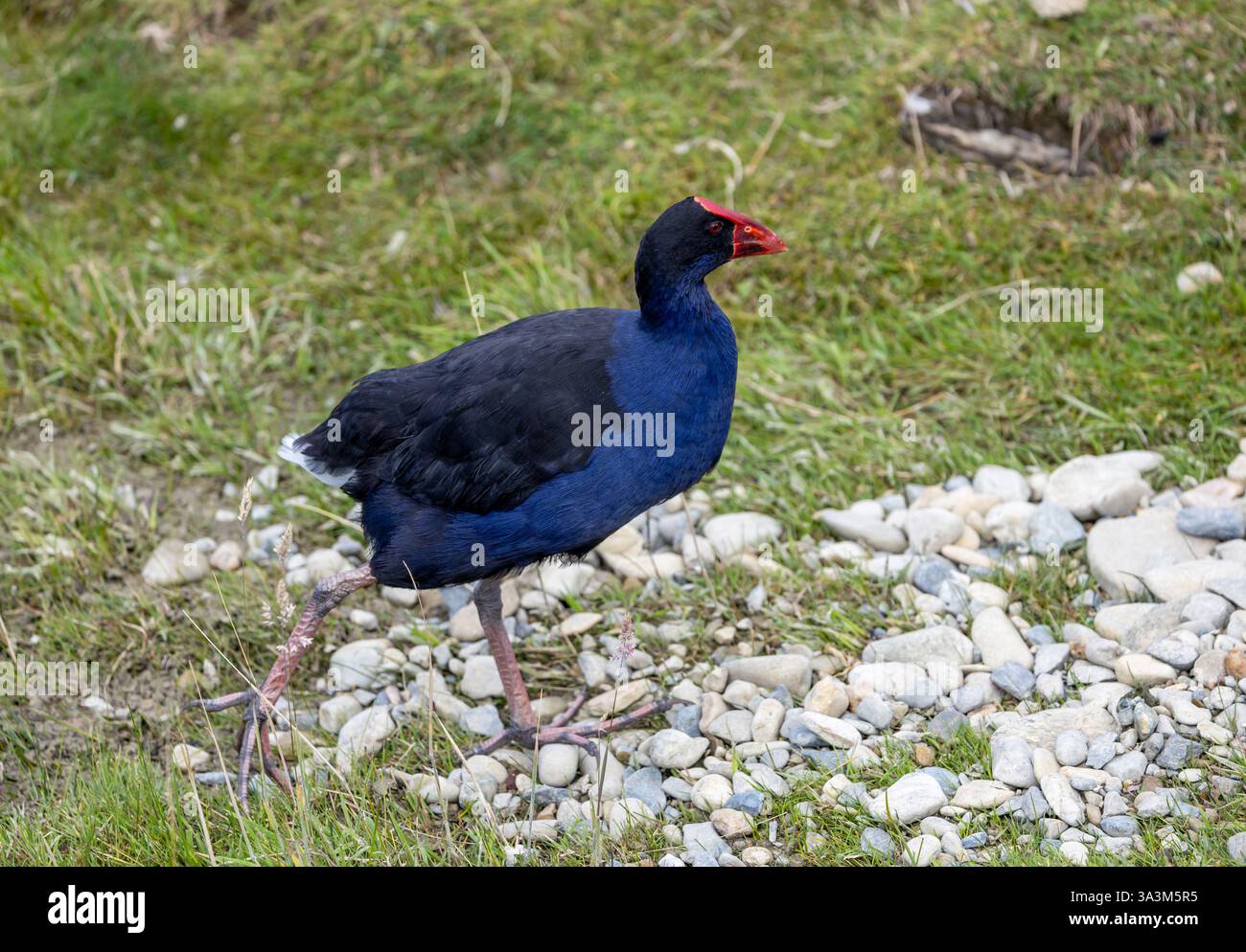 Australasischer Sumpf an der Küste von Südinsel, Neuseeland Stockfoto