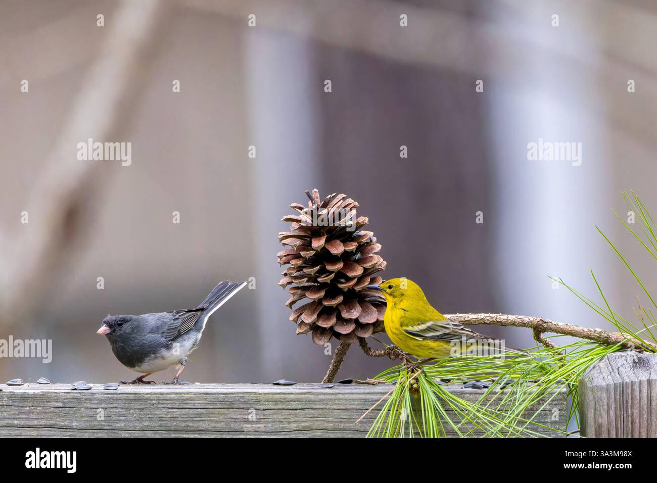 Der dunkeläugige Junco (Junco hyemalis) und der Kiefernwurmler (Setophaga pinus) Stockfoto