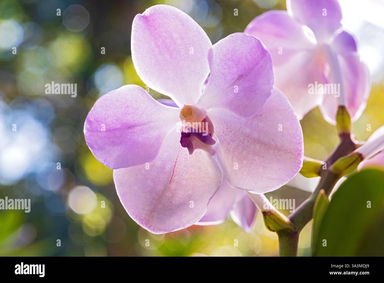 Nahaufnahme einer Orchideenblume in voller Blüte Stockfoto