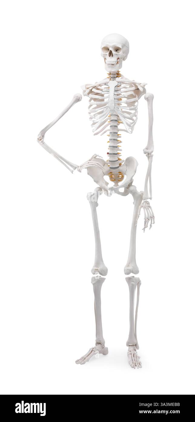 Künstliches menschliches Skelettmodell isoliert auf Weiß Stockfoto