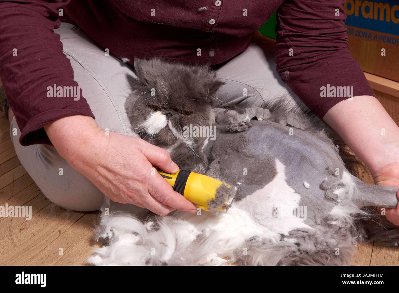 Haarschnitt einer flauschigen grauen Perserkatze. Tierpflege zu Hause Stockfoto