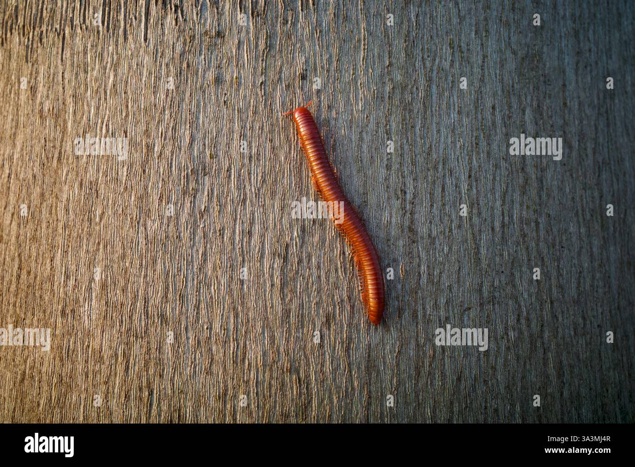 Rostiger Millipede oder Trigoniulus corallinus krabbeln auf der Oberfläche eines Baumstamms. Stockfoto