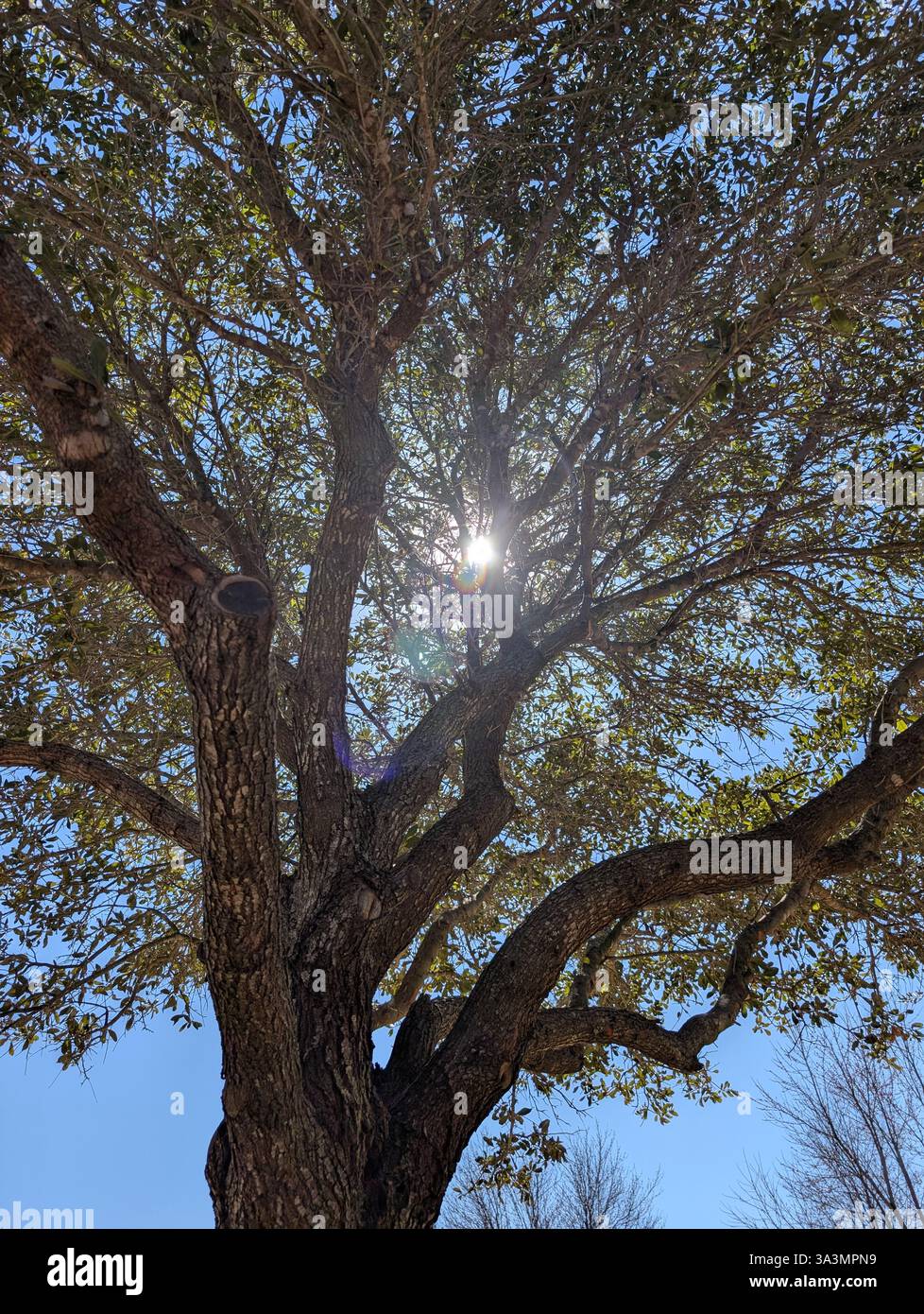 Die Sonne ragt durch die Zweige Stockfoto