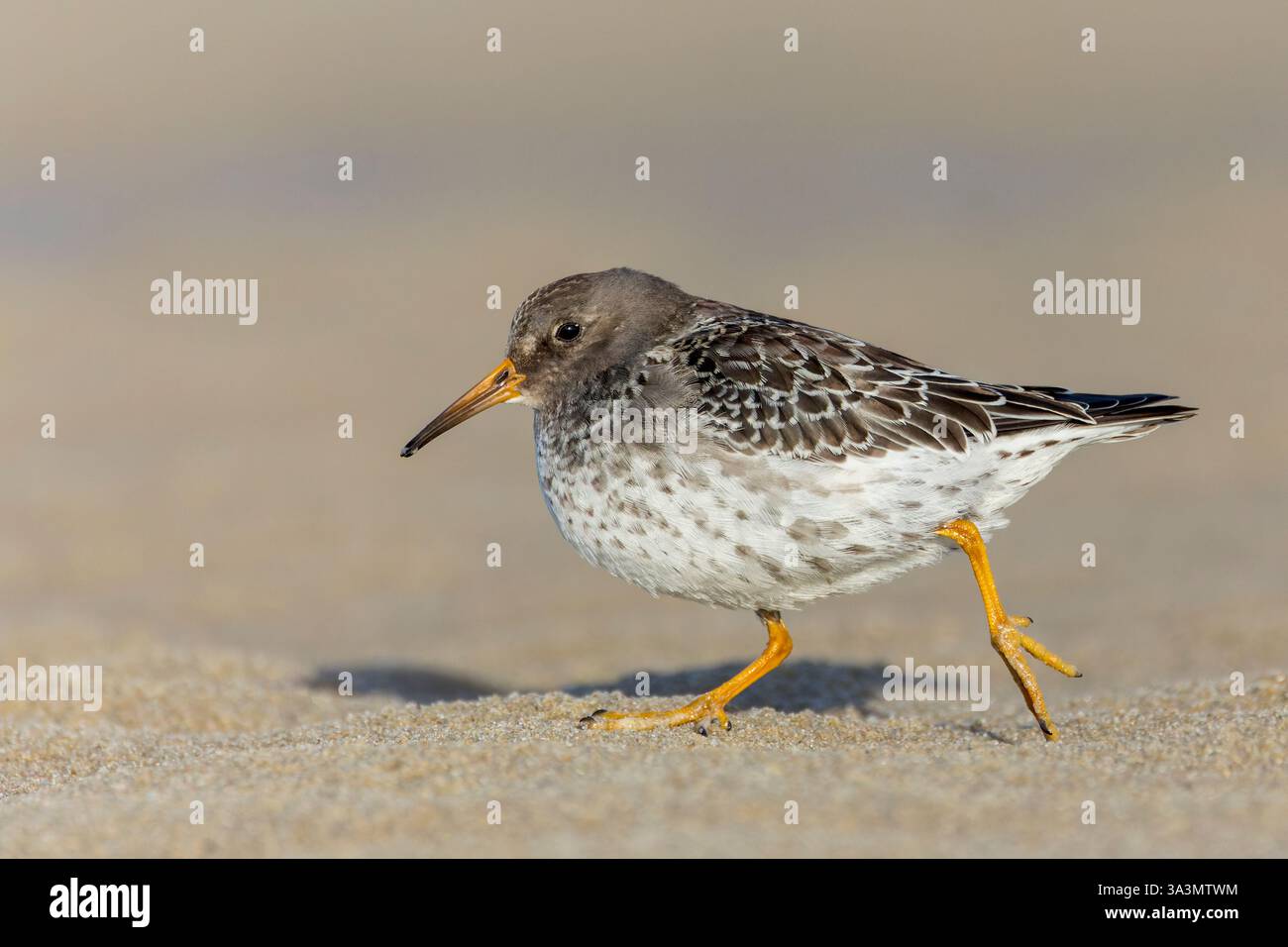 Purple Sandpiper (Calidris maritima) überwintert entlang der niederländischen Nordseeküste auf Texel, Niederlande. Über den Strand laufen. Stockfoto