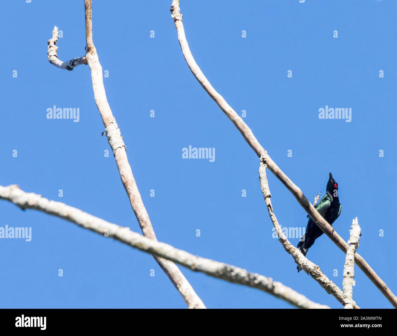 Metallic Starling (Aplonis metallica) auf Makira Island auf den Salomonen. Auch bekannt als der glänzende Star. Stockfoto