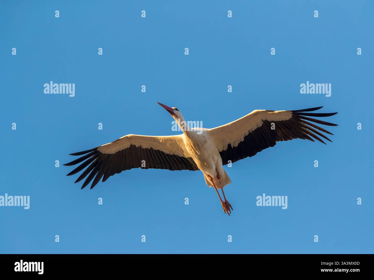Weißstorch (Ciconia ciconia) in Trujillo, Extremadura, Spanien. Stockfoto