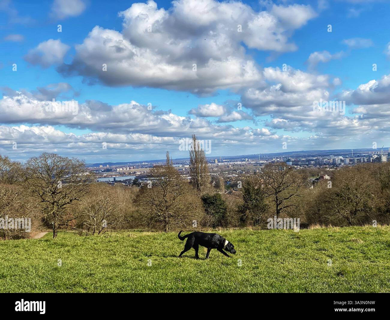 Grüngürtel im Großraum London mit Hund spazieren Stockfoto