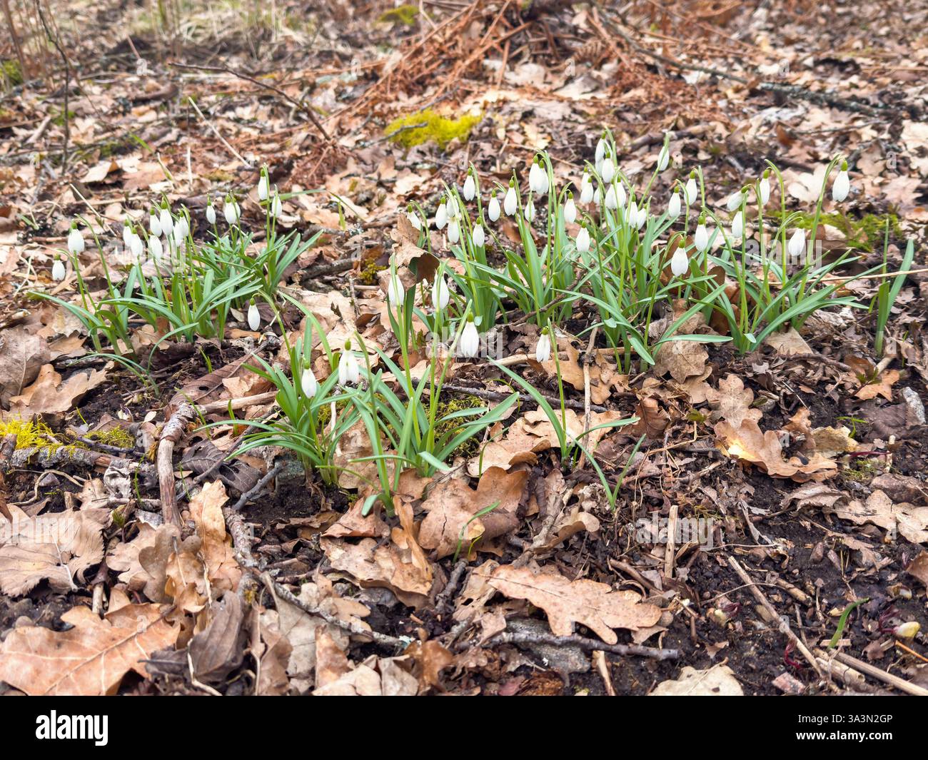 Schneeglöckchen in Blüte am frühen Frühlingstag Stockfoto