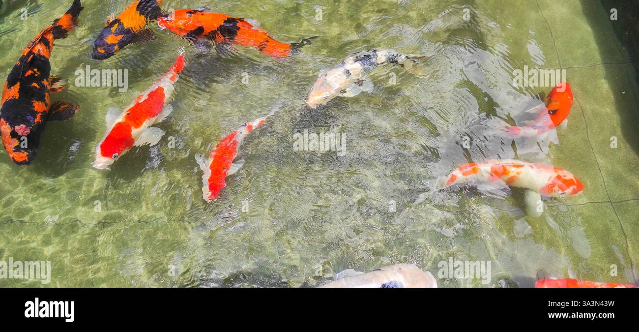 Atemberaubende Aussicht auf lebendige Koi-Fische, die durch einen friedlichen Teich gleiten und die Essenz der Ruhe und natürlichen Schönheit einfangen Stockfoto