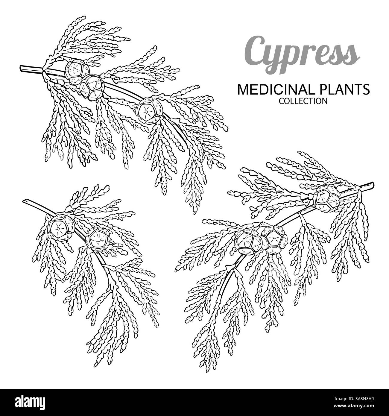 Darstellung der Umrisslinie von Zypressenzweig mit Kegeln Stock Vektor