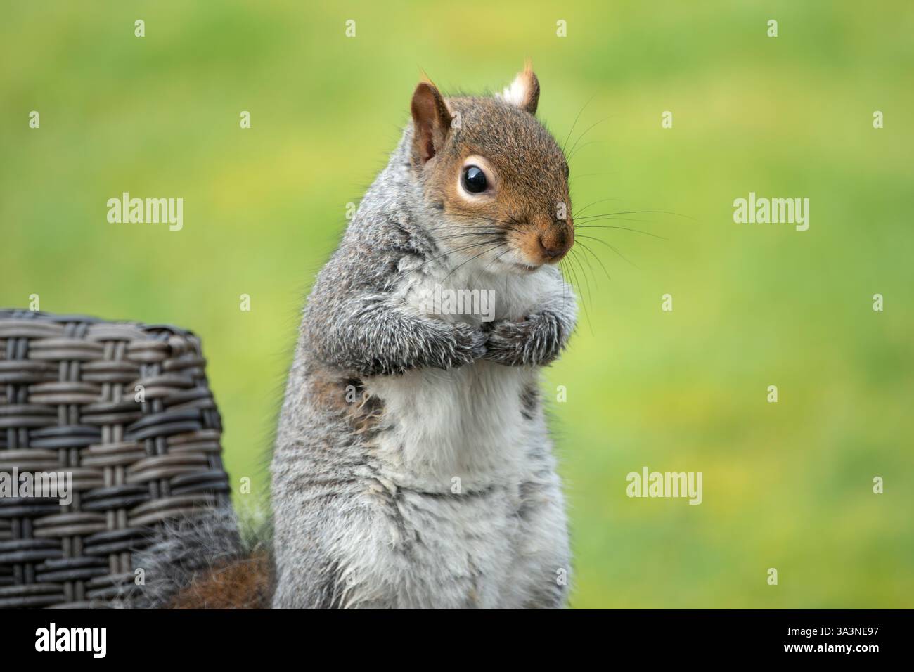 Eine sitzende, graue Kamera mit Blick auf das Eichhörnchen und grünem Hintergrund mit weichem Fokus Stockfoto