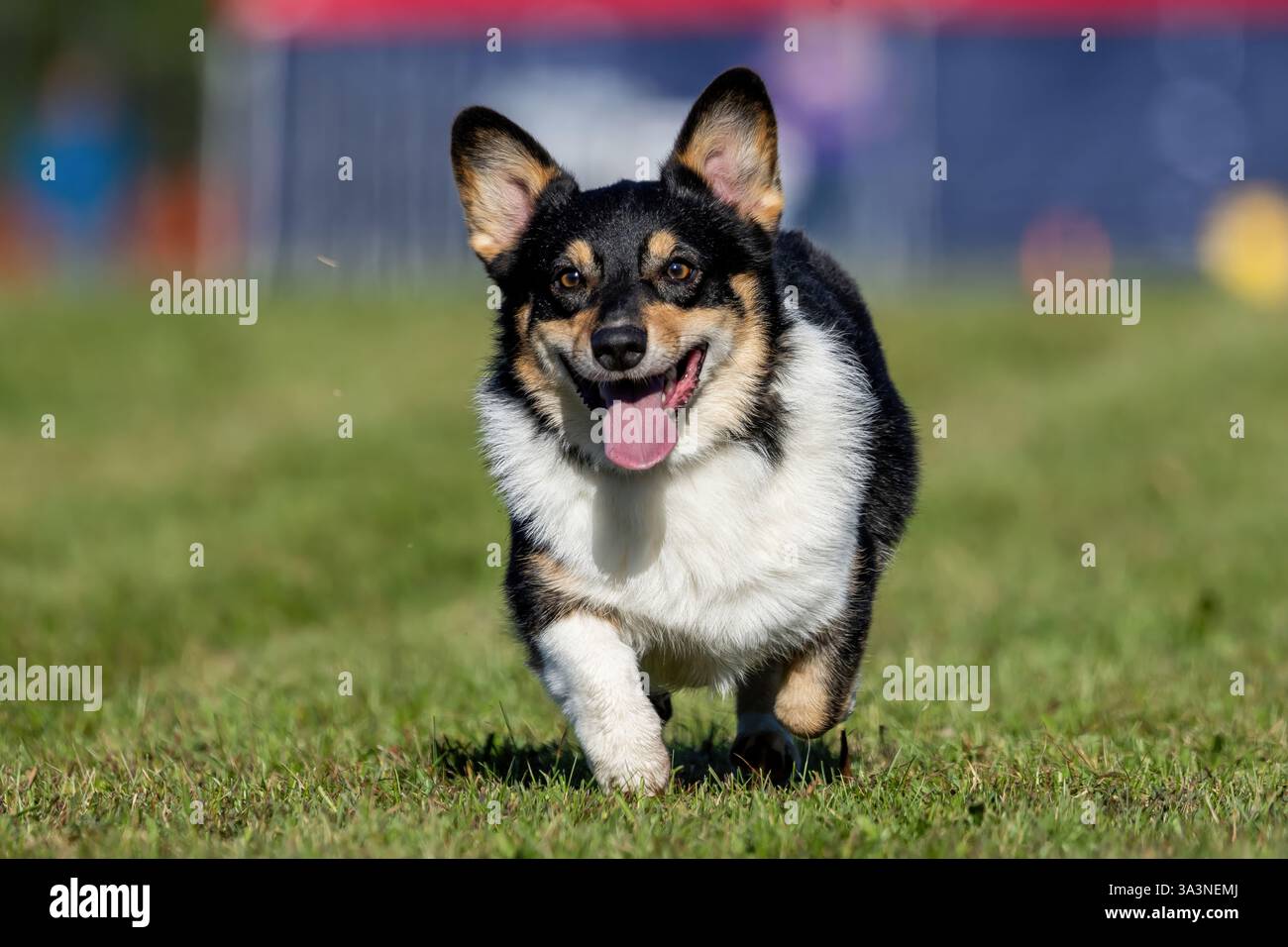 Pembroke Welsh Corgi Lure Course Sprint Dog Sport Stockfoto