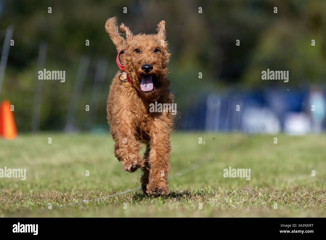 Irish Terrier Running Lure Course Sprint Dog Sport Stockfoto