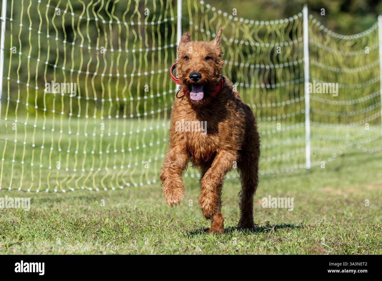 Irish Terrier Running Lure Course Sprint Dog Sport Stockfoto