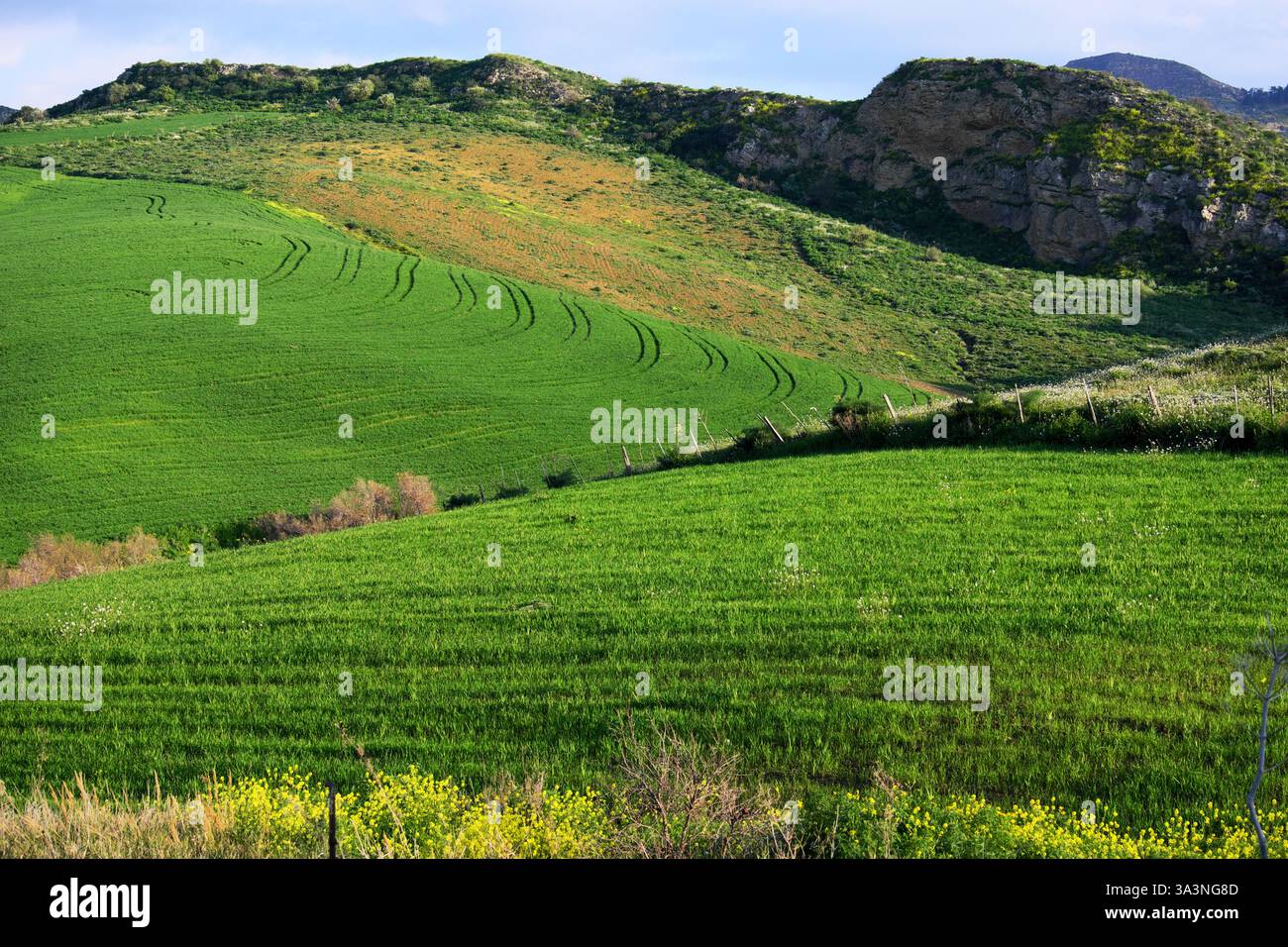 Frühe Frühlingsszene mit grünen Feldern und Weiden in Sizilien, Italien Stockfoto
