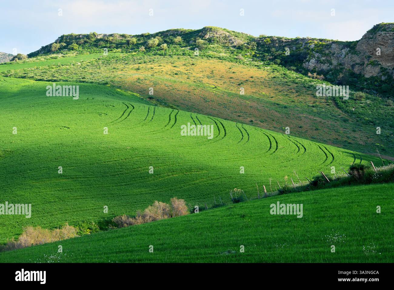 Frühe Frühlingsszene mit grünen Feldern und Weiden in Sizilien, Italien (2) Stockfoto