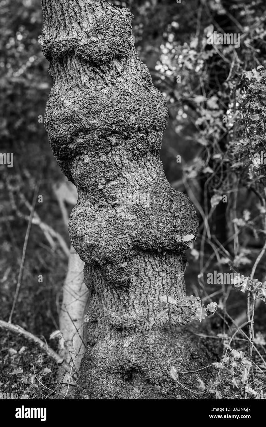Ein alter Knallbaum im Wald Stockfoto
