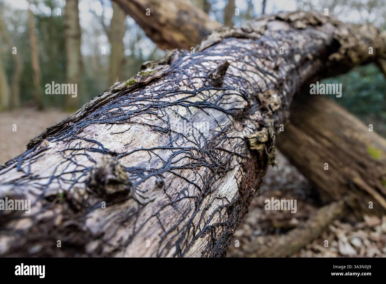 Ein umgestürzter Baum mit toten Efeusträngen, die schwarz mumifiziert sind Stockfoto