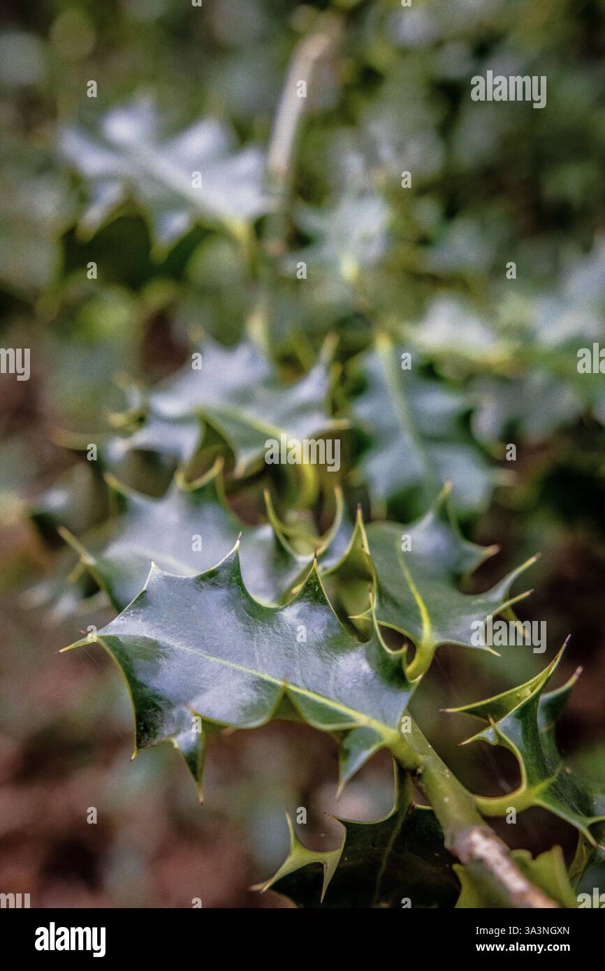 Die Blätter eines stechpalme-Baumes im Wald Stockfoto