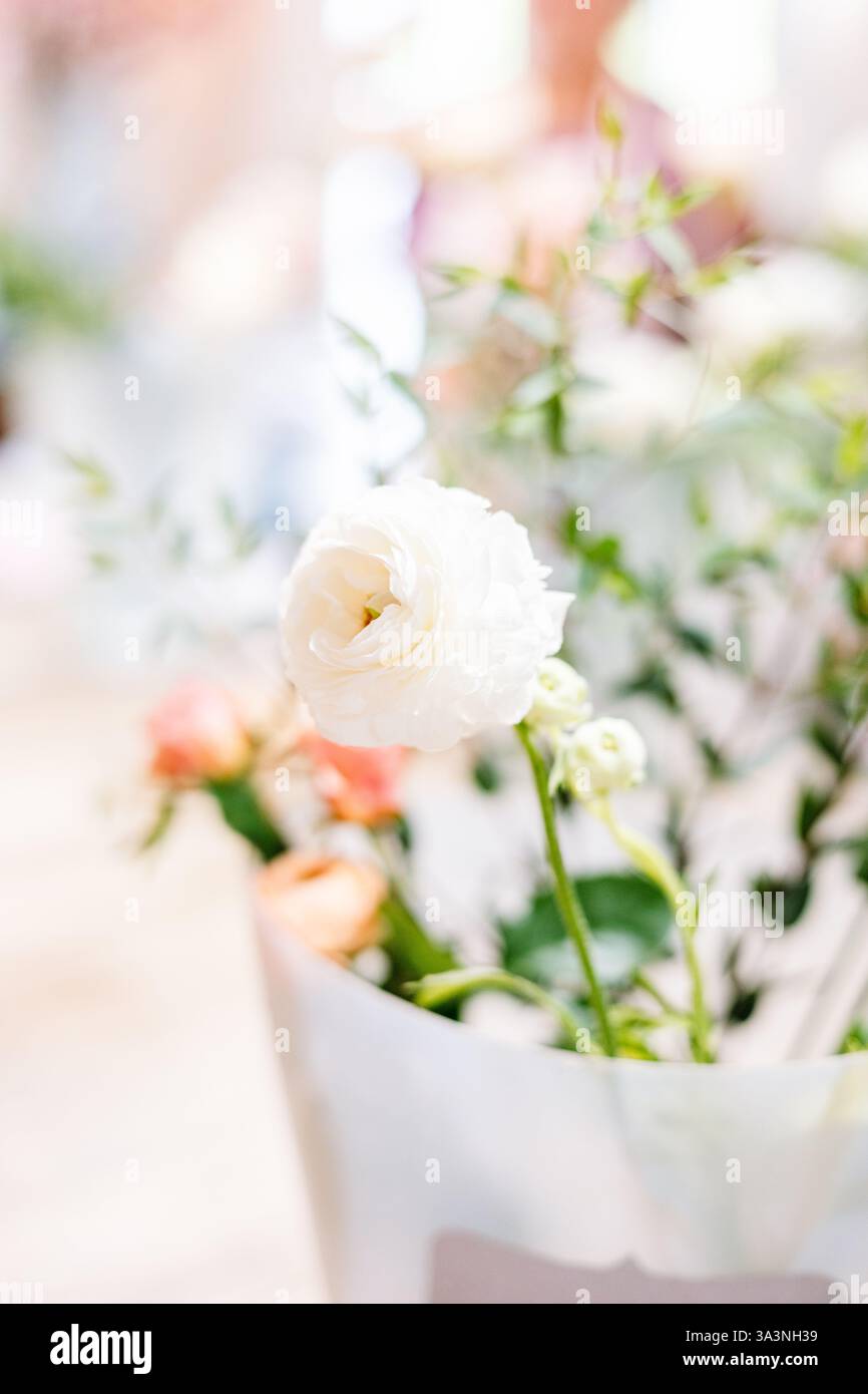 Zarte weiße Rose in weichem Blumendesign. Stockfoto