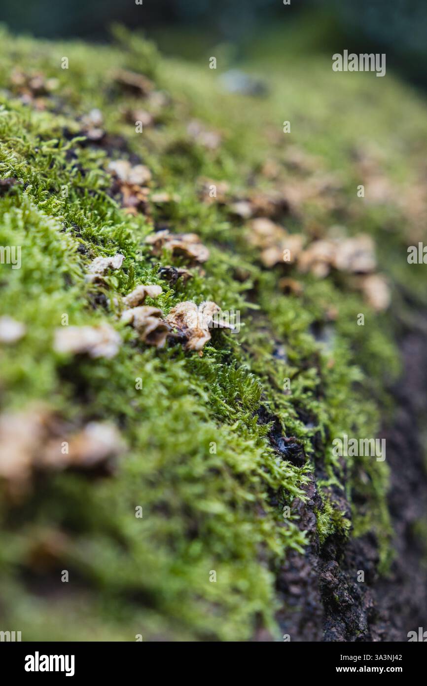 Pilze und Moos wachsen auf einem umgestürzten Baumstamm Stockfoto