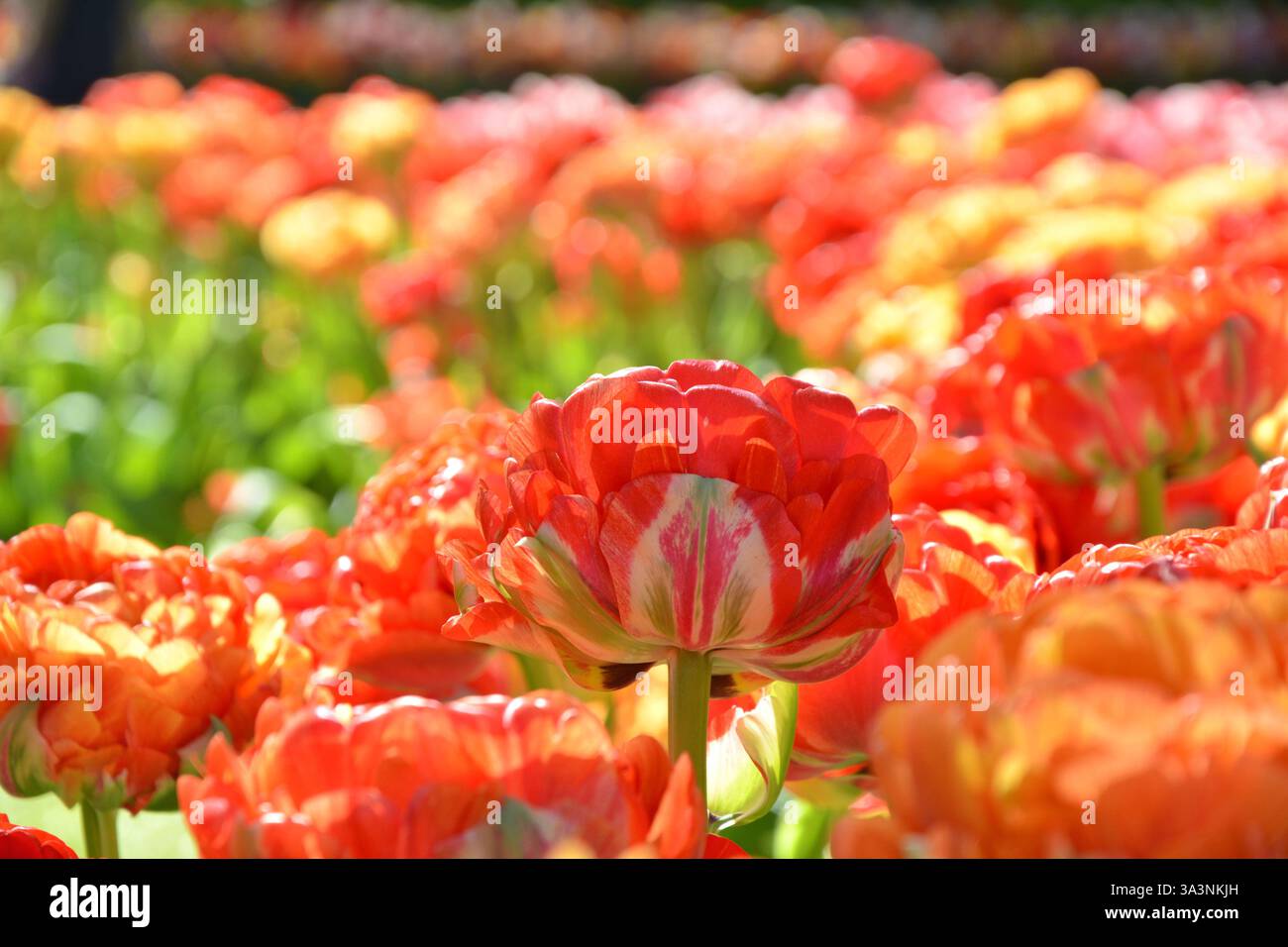 Doppelte Pfingstrosen-Tulpen kleiden den den Hintergrund. Tulpenblumen blühen im Frühling Keukenhof Garten, Niederlande. Stockfoto