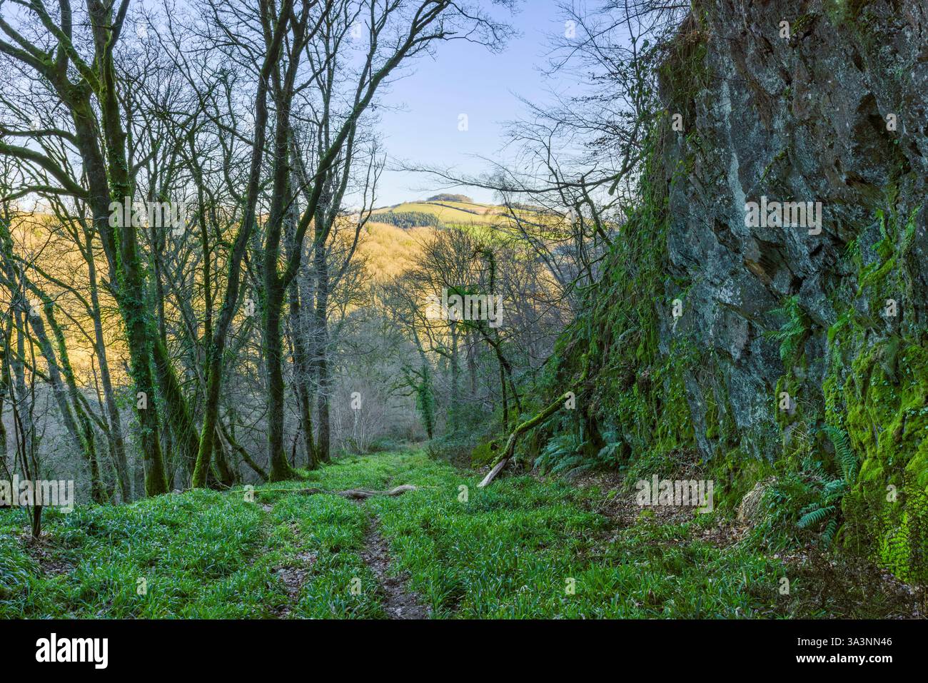 Die Incline oder Comberow Incline, Teil der abgebauten West Somerset Mineral Railway bei Comberow im Exmoor-Nationalpark, Somerset, England. Stockfoto