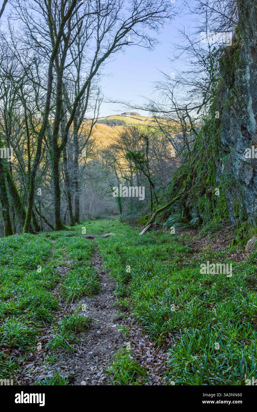 Die Incline oder Comberow Incline, Teil der abgebauten West Somerset Mineral Railway bei Comberow im Exmoor-Nationalpark, Somerset, England. Stockfoto