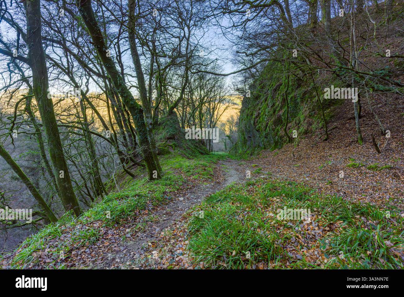 Die Incline oder Comberow Incline, Teil der abgebauten West Somerset Mineral Railway bei Comberow im Exmoor-Nationalpark, Somerset, England. Stockfoto