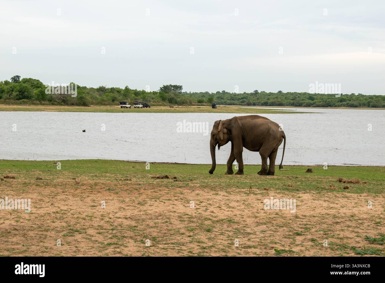 Wilder asiatischer Elefant, der am Ufer eines Sees in einem Nationalpark in Sri Lanka weidet. Safari-Jeeps in der Ferne und üppige Waldlandschaft. Stockfoto