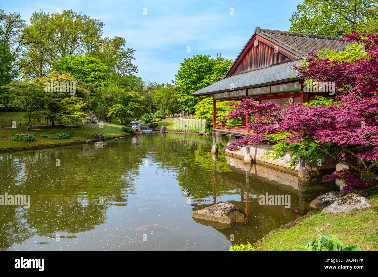 Japanischer Garten mit Teich, Park in Hasselt Belgien Stockfoto