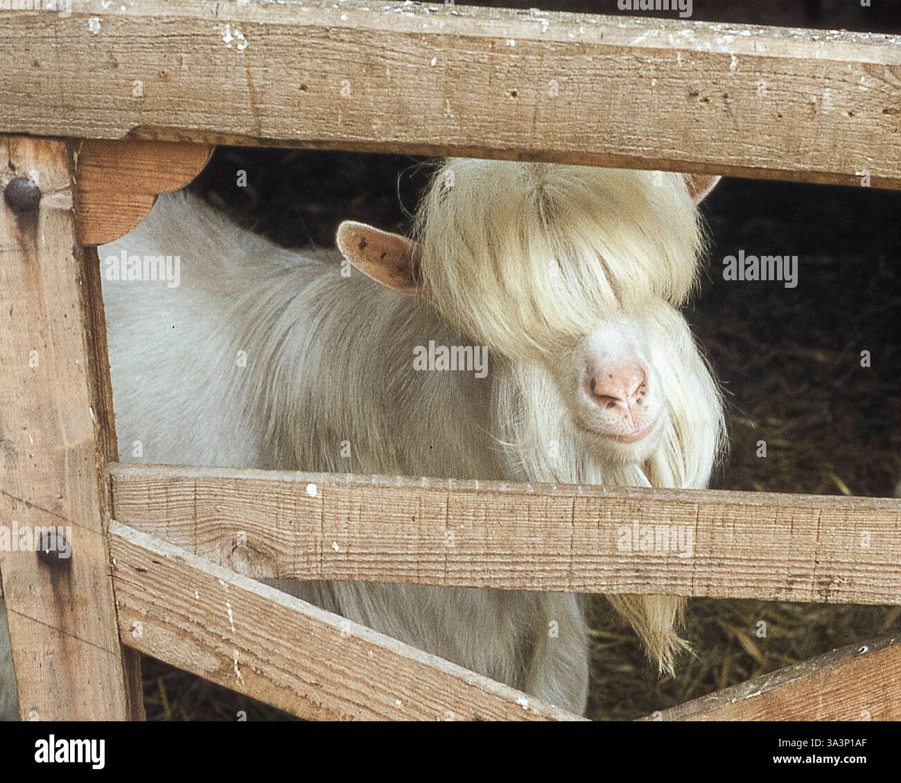 Bärtige weiße Ziege mit langen Haaren über den Augen, die durch ein Tor schauen. Stockfoto