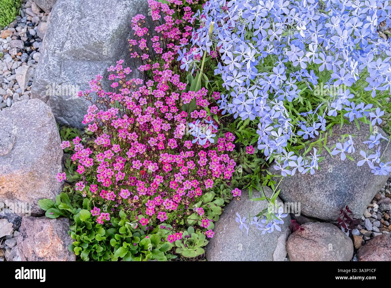 Leuchtende rosa und lila Blumen blühen inmitten von Felsen in einem malerischen Garten. Stockfoto