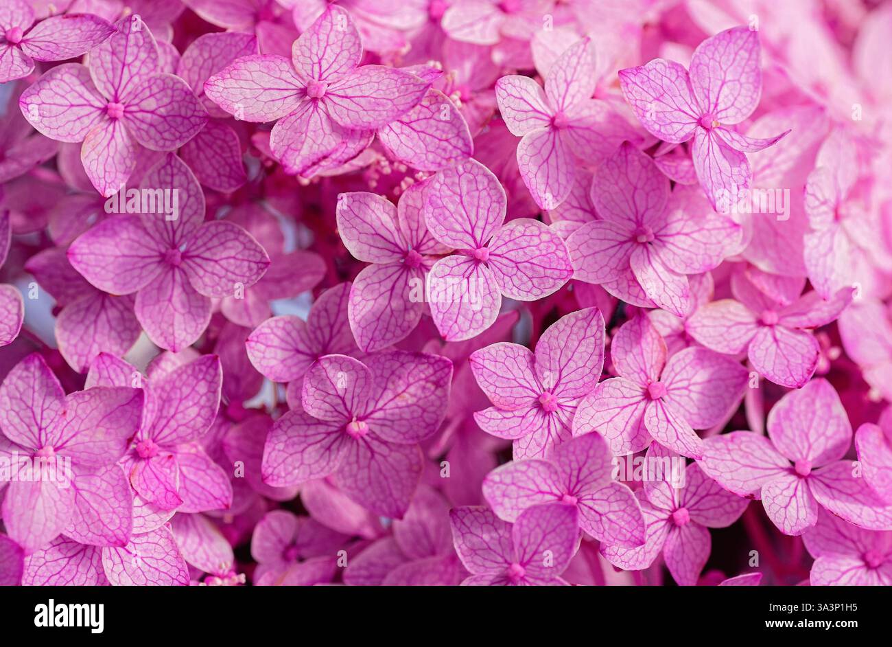 Leuchtend rosa Hortensie Blüten in voller Blüte. Rosafarbener Blumenhintergrund. Nahaufnahme. Stockfoto
