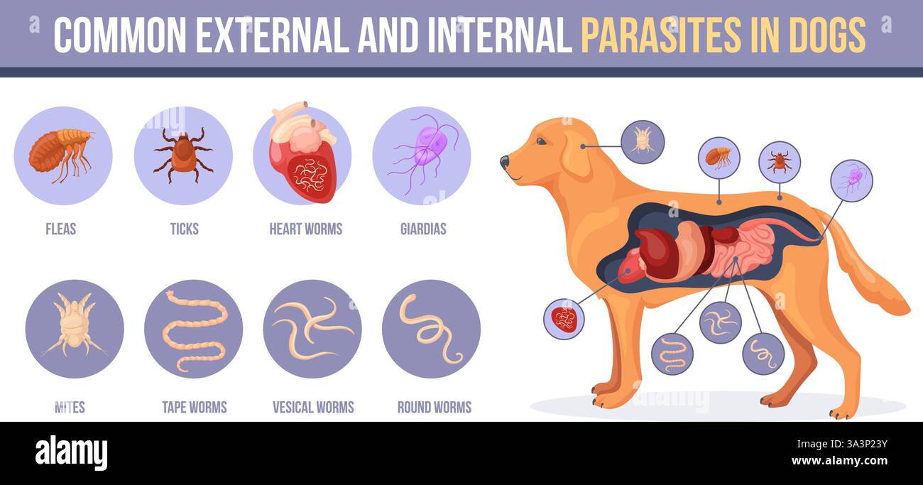 Hundeparasiten Welpe PET Intestinale Externe Parasitenkrankheit Haut hundeparasiten-welpe-pet-intestinale-externe-parasitenkrankheit-haut