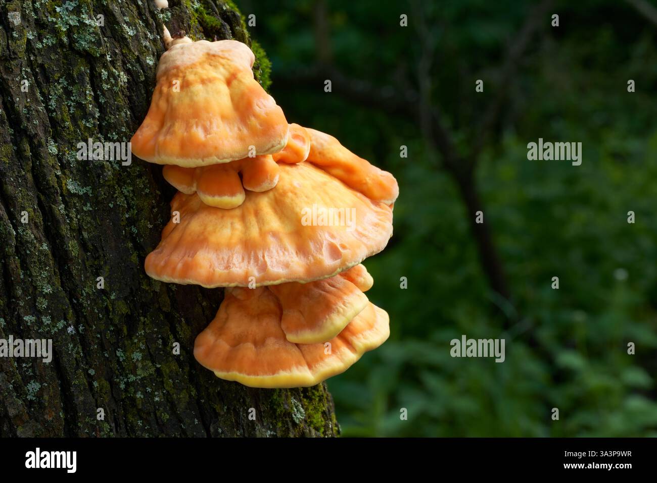 Laetiporus sulphureus ist ein sehr leckerer Pilz aus Mitteleuropa. Stockfoto